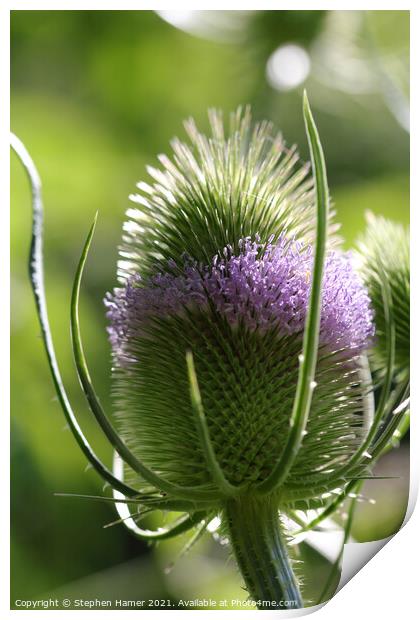 Dipsacus sylvestris Print by Stephen Hamer