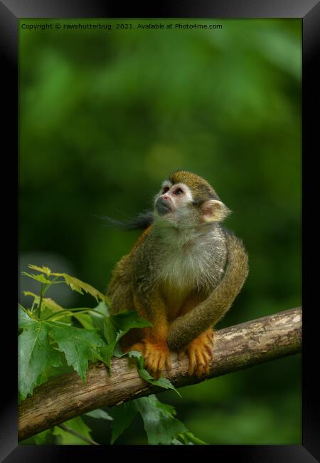 Squirrel monkey Framed Print by rawshutterbug 
