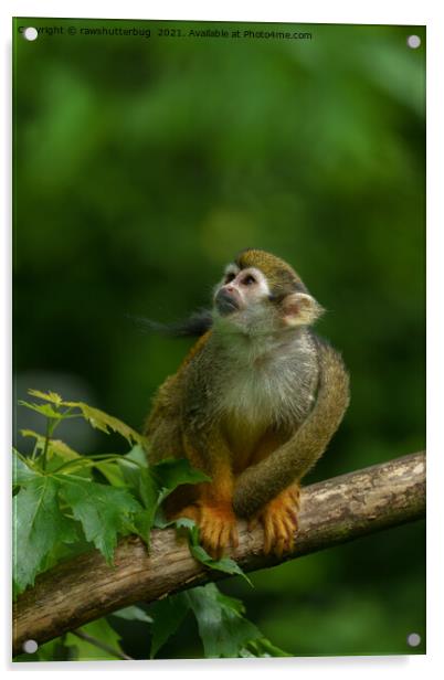 Squirrel monkey Acrylic by rawshutterbug 