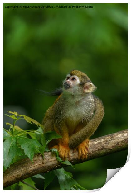 Squirrel monkey Print by rawshutterbug 