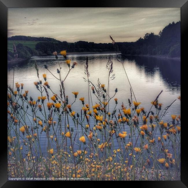 Flowers by the Reservoir Framed Print by Sarah Paddison