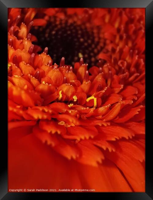 Abstract Close up Orange flower Framed Print by Sarah Paddison