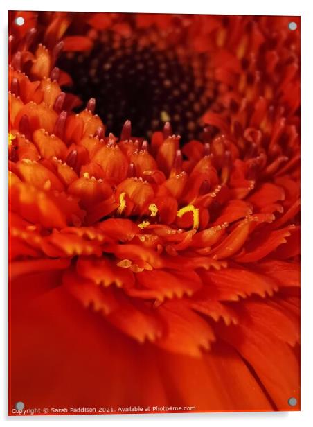 Abstract Close up Orange flower Acrylic by Sarah Paddison