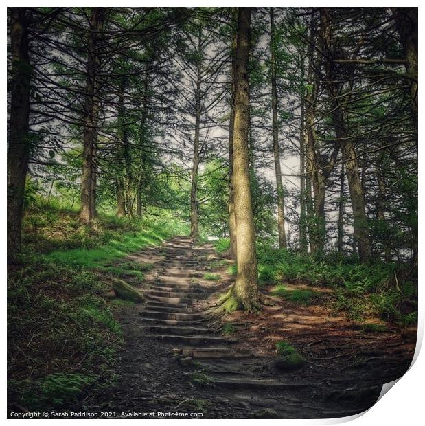 Path through woodland Print by Sarah Paddison