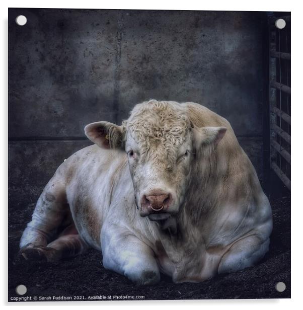 Huge White Bull Acrylic by Sarah Paddison