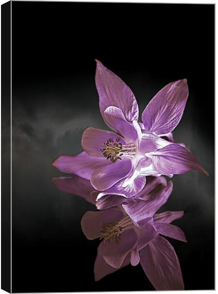 Columbine reflection Canvas Print by Colin Chipp