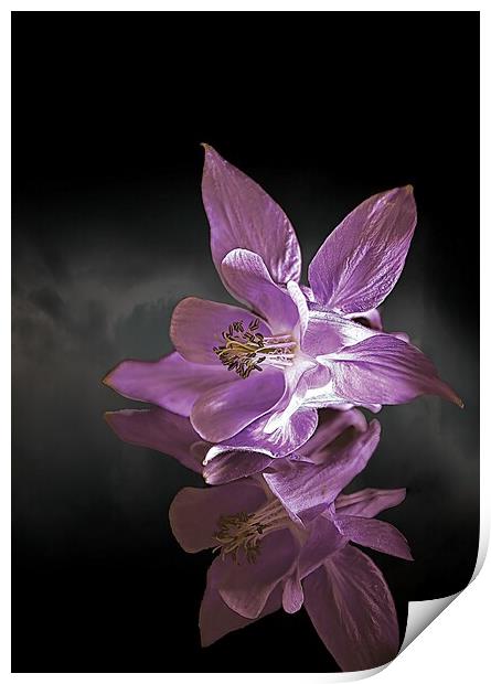 Columbine reflection Print by Colin Chipp