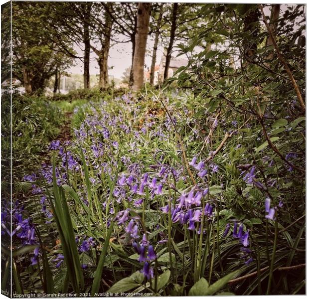 Bluebell woods Canvas Print by Sarah Paddison