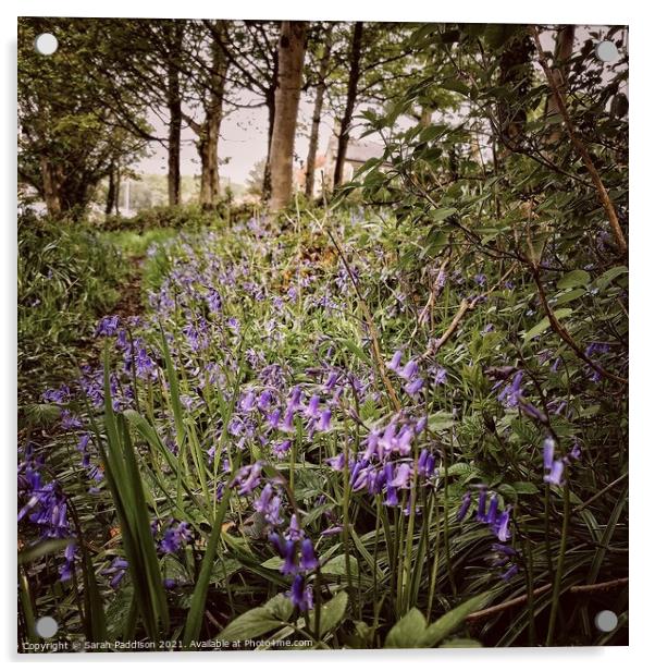 Bluebell woods Acrylic by Sarah Paddison