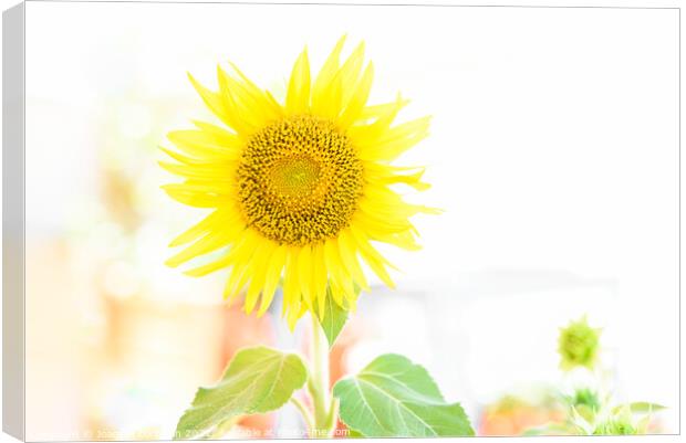 Bright and luminous sunflower plant in vibrant colors, with whit Canvas Print by Joaquin Corbalan