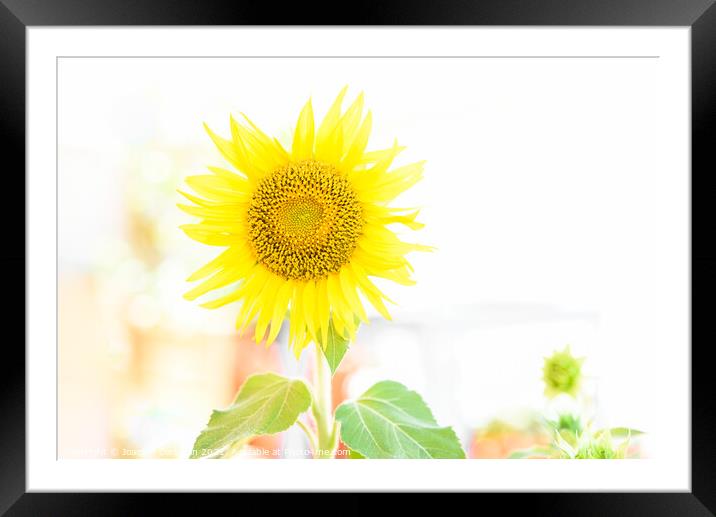 Bright and luminous sunflower plant in vibrant colors, with whit Framed Mounted Print by Joaquin Corbalan