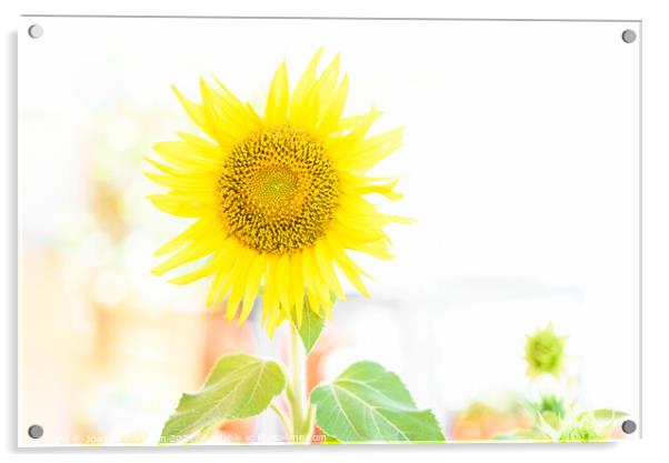 Bright and luminous sunflower plant in vibrant colors, with whit Acrylic by Joaquin Corbalan