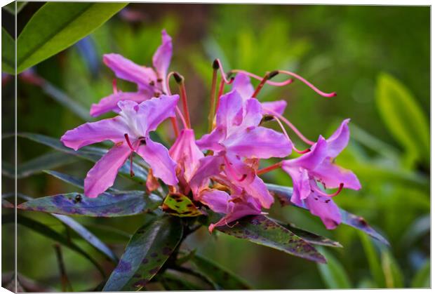 Blossom on the bough Canvas Print by David McCulloch