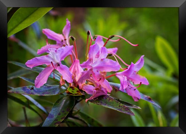 Blossom on the bough Framed Print by David McCulloch