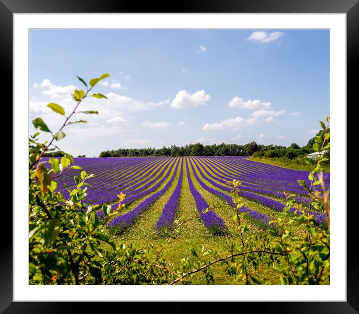 Luscious Lavender Framed Mounted Print by Jason Williams