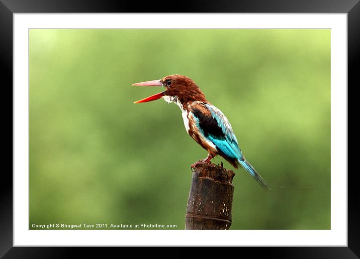 White-breasted Kingfisher Framed Mounted Print by Bhagwat Tavri