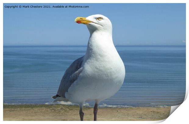 Majestic Herring Gull on the Shoreline Print by Mark Chesters