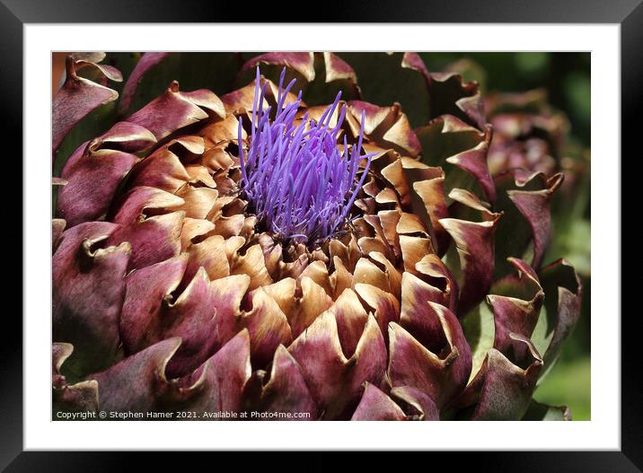 Purple Florets Framed Mounted Print by Stephen Hamer