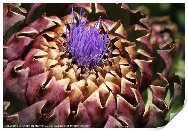 Purple Florets Print by Stephen Hamer