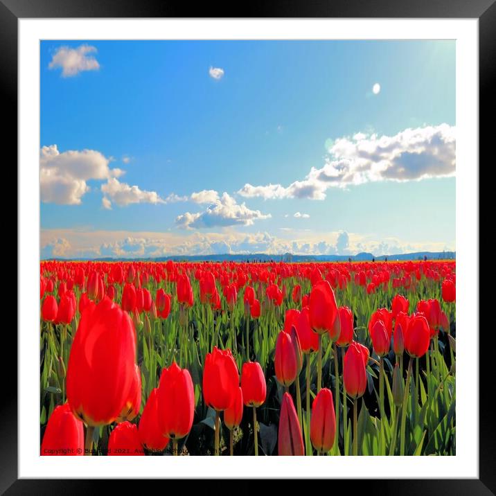 Endless Parade of Tulips Framed Mounted Print by Buz Reid