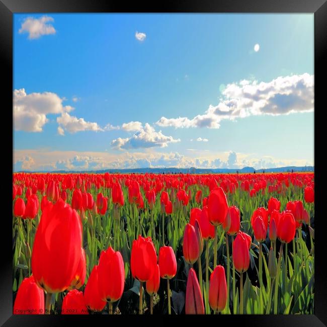 Endless Parade of Tulips Framed Print by Buz Reid