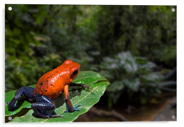 Blue Jeans Strawberry Poison Dart Frog in Rain Forest Acrylic by Arterra 