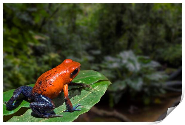 Blue Jeans Strawberry Poison Dart Frog in Rain Forest Print by Arterra 