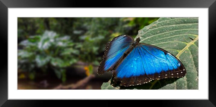 Peleides Blue Morpho in Rain Forest, Costa Rica Framed Mounted Print by Arterra 
