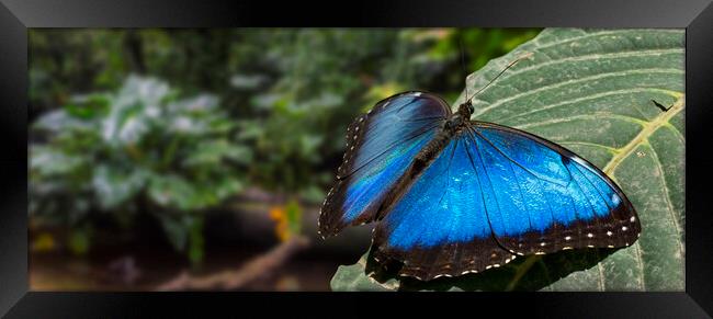 Peleides Blue Morpho in Rain Forest, Costa Rica Framed Print by Arterra 