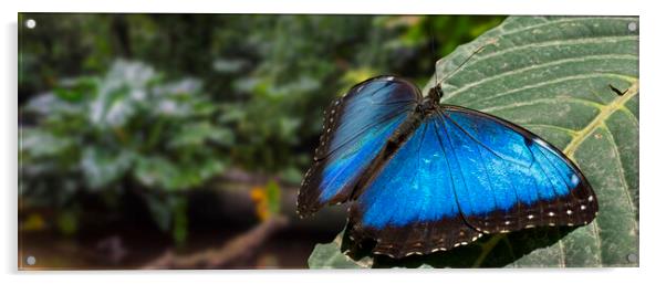 Peleides Blue Morpho in Rain Forest, Costa Rica Acrylic by Arterra 