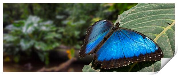Peleides Blue Morpho in Rain Forest, Costa Rica Print by Arterra 