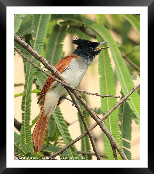Asian Paradise Flycatcher [f] Framed Mounted Print by Bhagwat Tavri