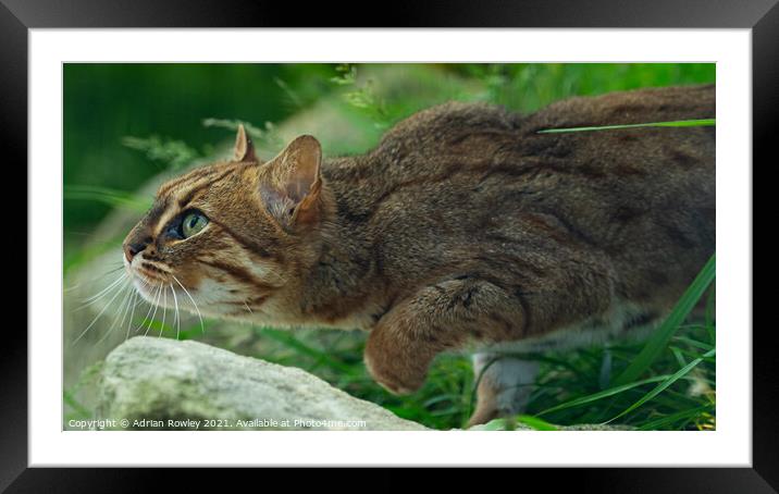 Sri Lankan Rusty Spotted Cat Framed Mounted Print by Adrian Rowley