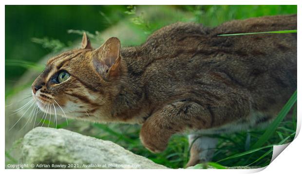 Sri Lankan Rusty Spotted Cat Print by Adrian Rowley