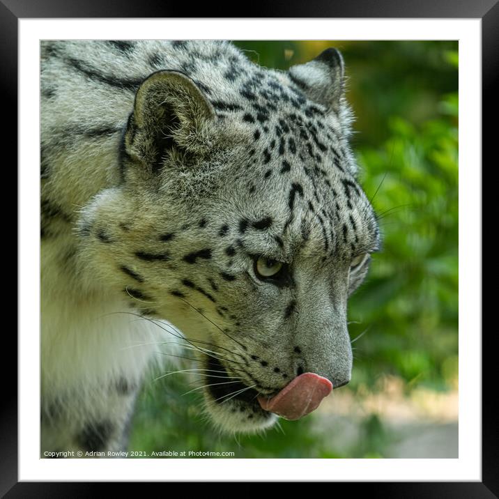 Snow Leopard Framed Mounted Print by Adrian Rowley