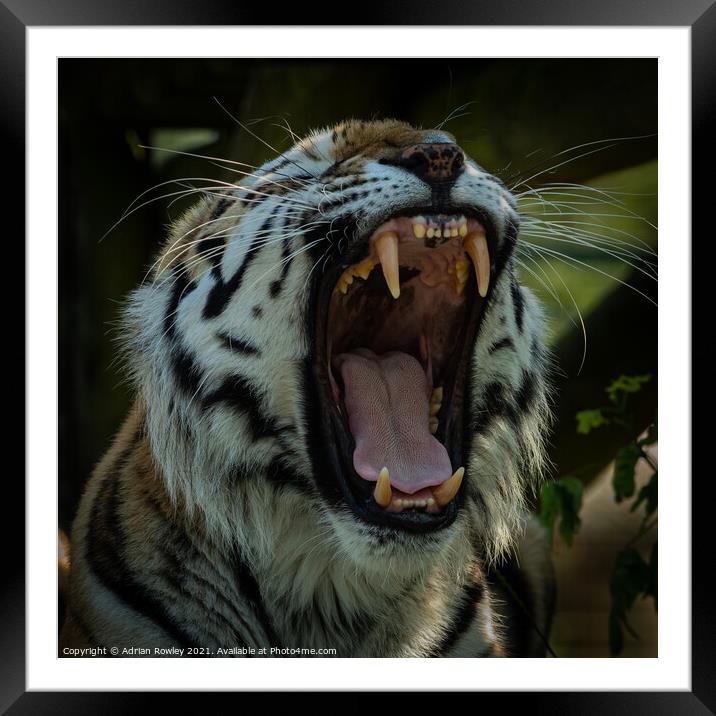 Animal  Framed Mounted Print by Adrian Rowley