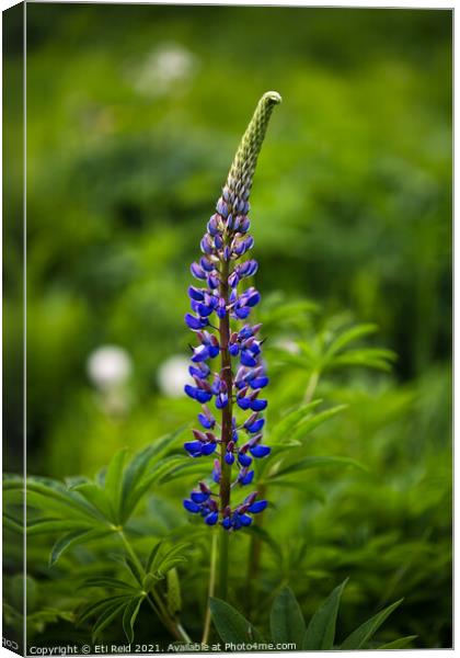 Single wild lupine flower  Canvas Print by Eti Reid