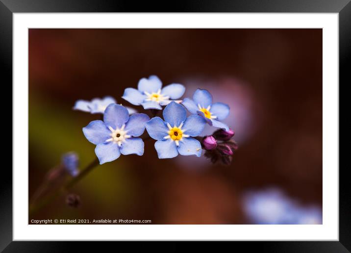 Romantic  forget-me-not portrait Framed Mounted Print by Eti Reid
