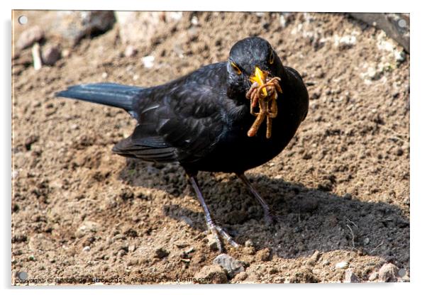 A Blackbird collecting worms to feed the chicks. Acrylic by George de Putron