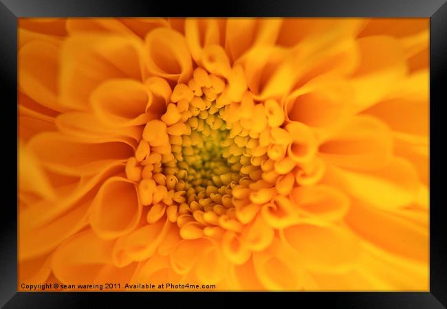 Viceroy  chrysanthemum Framed Print by Sean Wareing