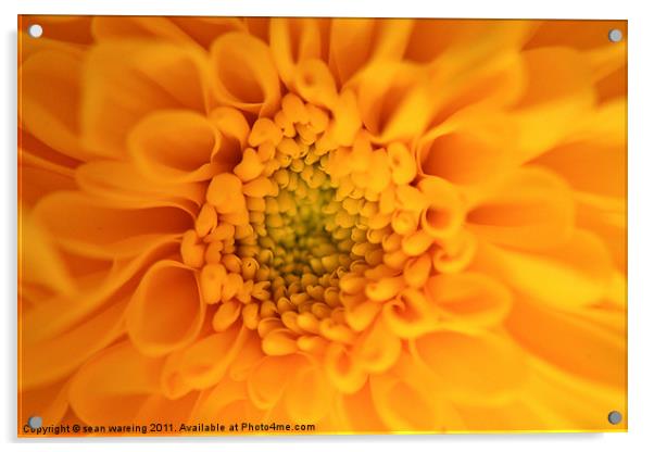 Viceroy  chrysanthemum Acrylic by Sean Wareing