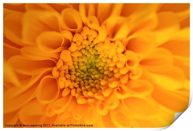 Viceroy  chrysanthemum Print by Sean Wareing