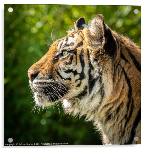 Nias the Sumatran Tiger in portrait Acrylic by Adrian Rowley