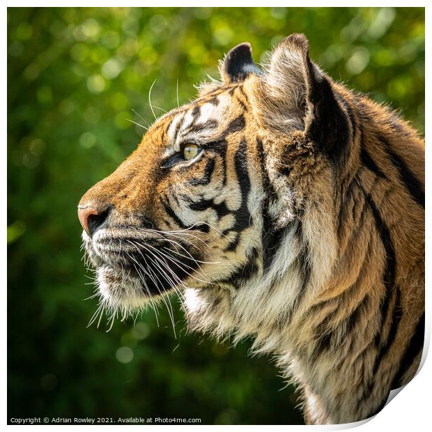 Nias the Sumatran Tiger in portrait Print by Adrian Rowley