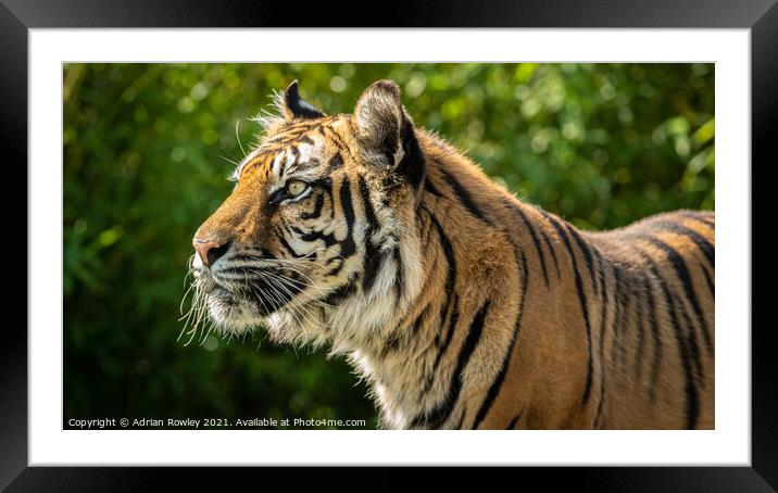 Nias the Sumatran Tiger Framed Mounted Print by Adrian Rowley