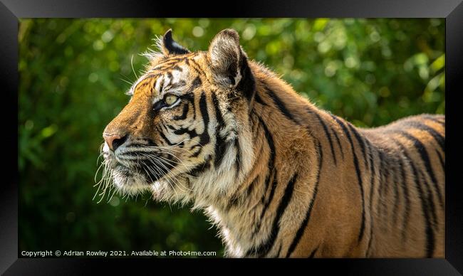 Nias the Sumatran Tiger Framed Print by Adrian Rowley
