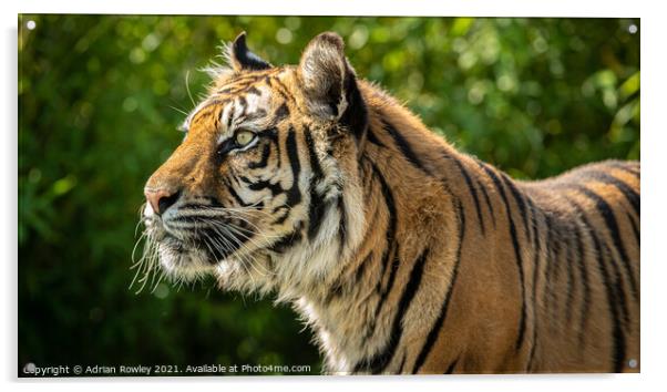 Nias the Sumatran Tiger Acrylic by Adrian Rowley