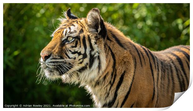 Nias the Sumatran Tiger Print by Adrian Rowley