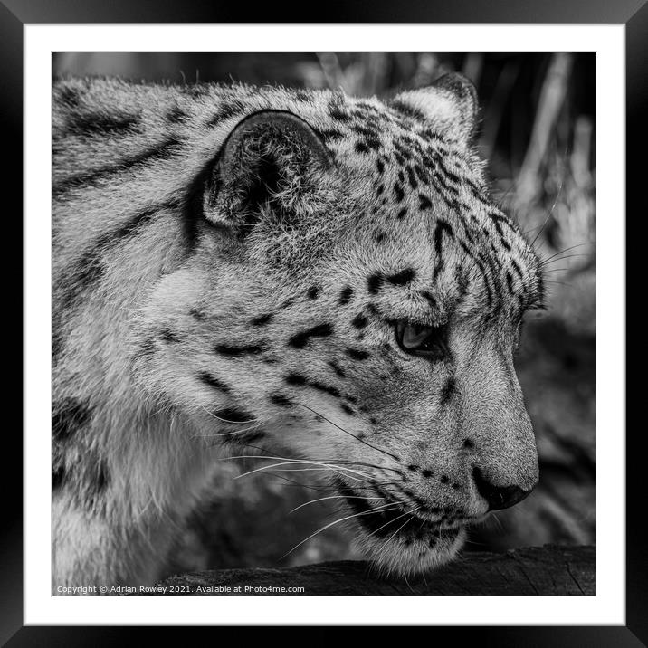 Snow Leopard Framed Mounted Print by Adrian Rowley