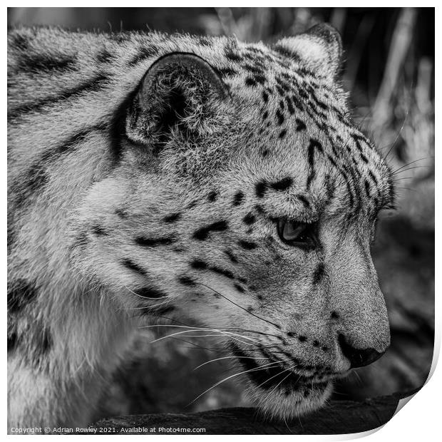 Snow Leopard Print by Adrian Rowley